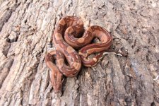 2018 Male F1 Double Dose Pos Super Salmon Hypo Aztec #1 pic 5.jpg