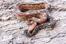 2018 Double Dose Aztec 66% het Sharp Snow pic 3.jpg