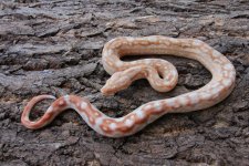 2018 Double Dose Sharp Albino Aztec 66% het. Snow 1a pic 2.jpg