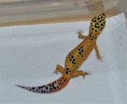 DSC_0387.jpg