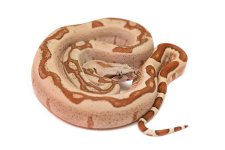 12 Hypo Jungle Boa #  2    .jpg