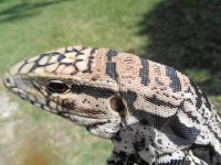 b and hhw yearling gtr pen a.JPG