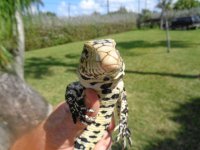 b and hhw yearling gtr pen b.JPG