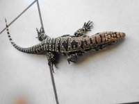 b and hhw yearling gtr pen d.JPG