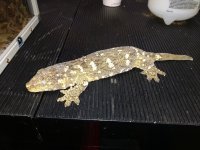 gtb female 3.jpg