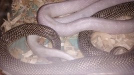 IMG_20180624_183047983.jpg
