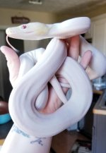 thumbnail (1).jpg