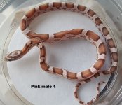 Pink male 1.jpg