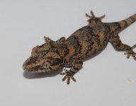 DSC_0922.jpg