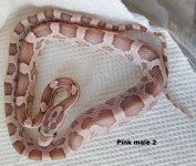 Pink male 2.jpg