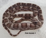 Pink female 1.jpg