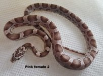 Pink female 2.jpg