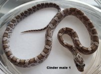 Cinder male 1.jpg