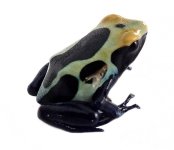 dendrobates_tinctorius_cobalt_f1_-_dyeing_poison_arrow_frog_1_.jpg