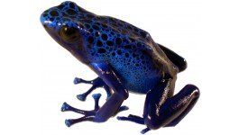 azureus dart frog.jpg