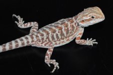 BEARDED DRAGON FOR SALE IDR1 by Livingston Lizard Lounge.JPG
