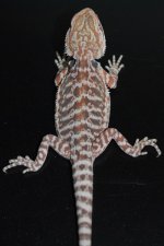 BEARDED DRAGON FOR SALE IDR1.JPG