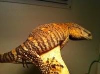 IMG_0968.jpg