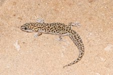 P_affinis2.jpg
