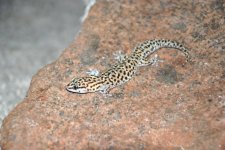 Pachydactylusaffinis.jpg