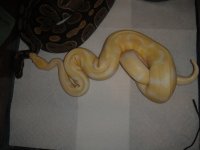 green tree pythons 395.jpg