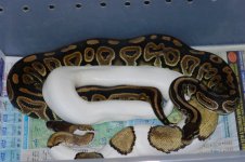 MojavePiedxLiesenLineBlackPastel2_13_11-1.jpg