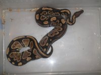 green tree pythons 397.jpg