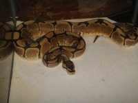 green tree pythons 400.jpg