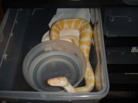 green tree pythons 399.jpg