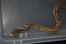 DSC_0021.jpg
