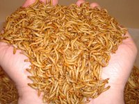 mealworms2gocopy.jpg