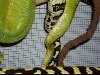 JCPGTPmating.jpeg
