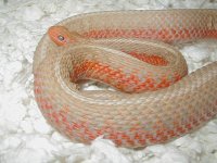 Eastern albino flame cb 08 gravid female 2 05 20 2009.JPG