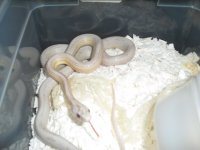 ultraamelanerystripe3.JPG