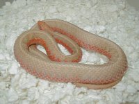 Eastern albino flame cb 08 gravid female 05 20 2009.JPG