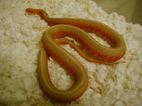 Eastern Albino flame female 04 11 2009.JPG