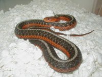Eastern flame het albino flame red orange phase female 04 11 2009.JPG
