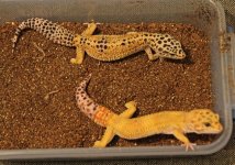Tangerine Giant and Poss. Giant.JPG