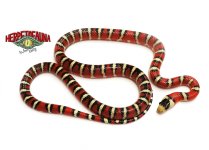 01-0119 Male Chincanhua Arizona Mountain.jpg