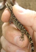 DSC07089-cropped.jpg