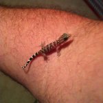 Phyllodactylus baby.jpg