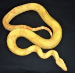 coraljunglow.jpg
