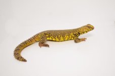 yellowuro1_1024x1024.jpg