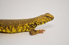 yellowuro3_1024x1024.jpg