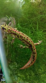 pygmaeus.jpg