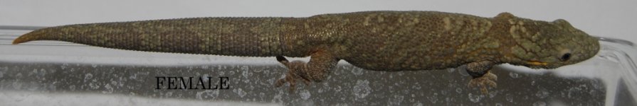 DSC_0345.jpg