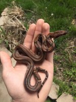 stripe blood male.jpg
