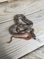 hypo motley1.jpg