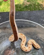 Toffee Conda Male bottom.jpg