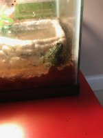 frog.jpg